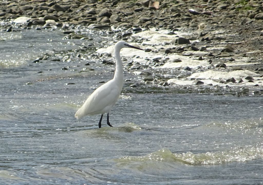 Airone bianco maggiore e Garzetta